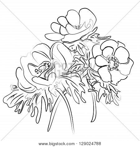 Vector illustration of an ink sketch of a flower anemones