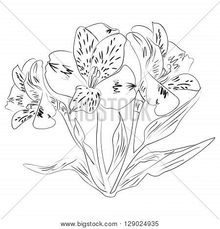Vector illustration of an ink sketch alstroemeria flower