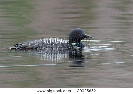 Common Loon - Gavia immer - on an overcast day on a lake in Northern Ontario, swims slowly on the surface looking for fish.