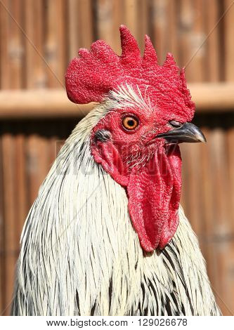 Cock chanticleer rooster