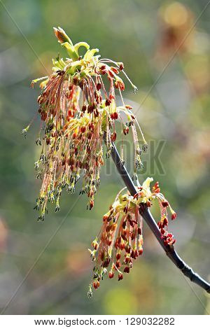 Maple or American maple ( Latin name Acer negundo). Blooming branch
