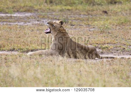 Young lion male yawn while lying down to rest