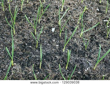 Vegetable bed for plants of growing garlic