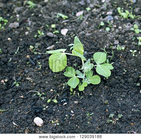 The young plants of vegetable green peas on the gardenbed