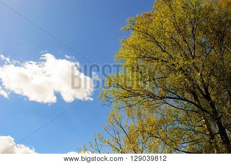 Blue sky, small cloud and a yellow colored tree on the left on a spring morning