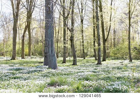 Thousands of wood anemone in the beech forest during spring a sunny day