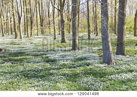 Thousands of wood anemone in the beech forest during spring a sunny day