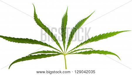 Cannabis leaf on a white background addict, delta,