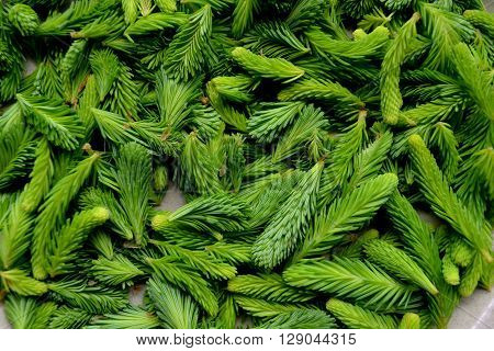 Grouping of freshly foraged spruce tips - close-up.