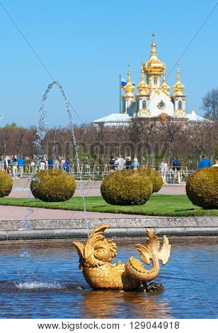 PETERHOF, SAINT-PETERSBURG, RUSSIA - MAY 8, 2016: The Upper Garden. Fragment of The Mezheumniy (Indefinite) Fountain. On the background is The Palace Church of Saints Peter and Paul