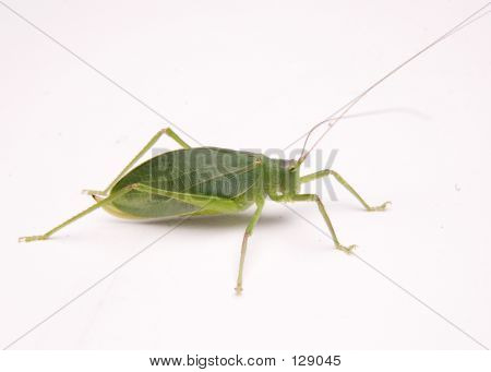 Bugg