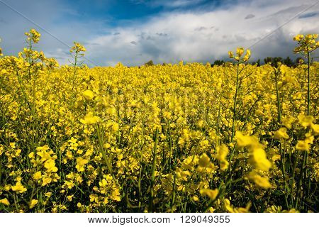field of rapeseed with beautiful clouds in Germany