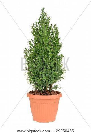 Cypress Tree Isolated On White. Whithout Shadow