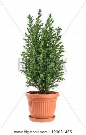 Cypress tree isolated on white. whithout shadow