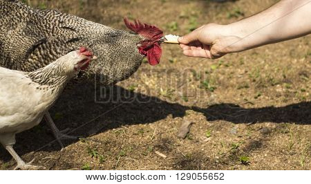 Rooster and hen eating a piece of bread. Close-up.