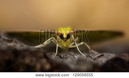 Brimstone moth (Opisthograptis luteolata). Yellow insect in the family Geometridae seen head on
