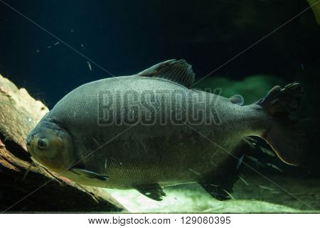 Pirapitinga (Piaractus brachypomus). Wild life animal. 
