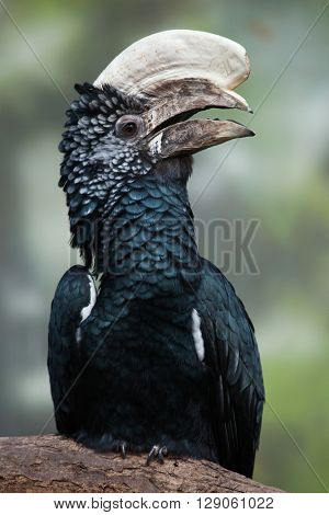 Silvery-cheeked hornbill (Bycanistes brevis). Wild life animal. 