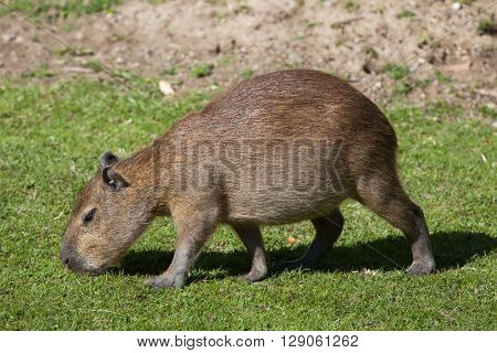 Capybara (Hydrochoerus hydrochaeris). Wild life animal. 