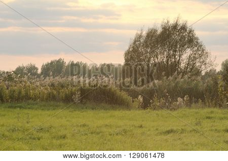 Autumn Meadow Landscape with Reeds at Sunset