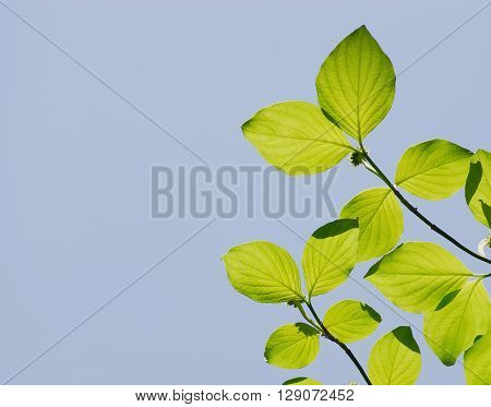 fresh green leaves growing in spring for design