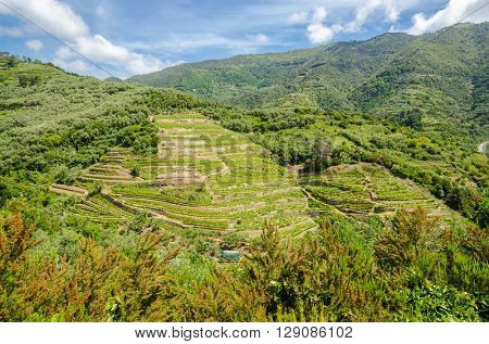Landscape with vines on the hillside in the National park of Cinque Terre, Italy