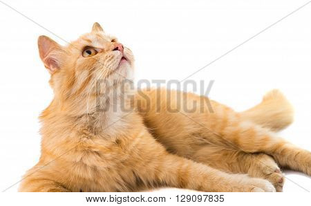 cat isolated on white backgroundr, looking, anticipation,