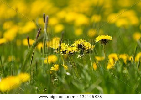 Spring Flowers Dandelions