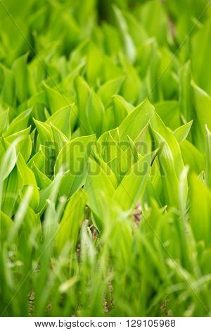 Two Color Green Plant Leaf