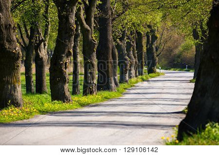 Asphalt Road And Tree Alley