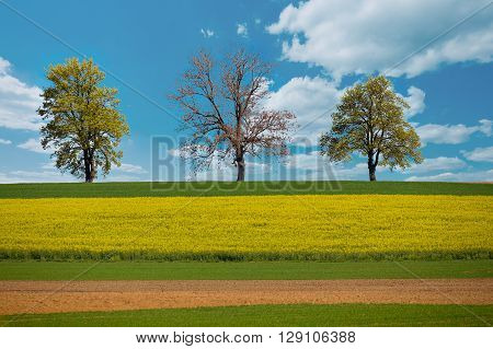 Beautiful Summer Rural Landscape