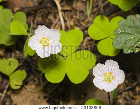 Common Wood Sorrel Oxalis acetosella flowers macro with leaves defocused selective focus shallow DOF