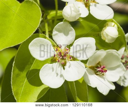 Flowers of Pear Tree Pyrus communis with leaves close-up on bokeh background selective focus shallow DOF