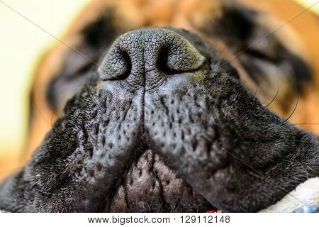 Dog Big Nose