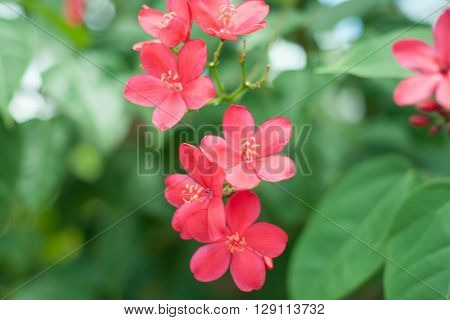 toropical red flower and green leaf .