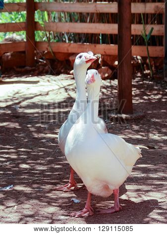 two white geese walking in public park in Nahariya Isarel