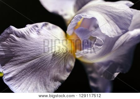 Lilac Iris