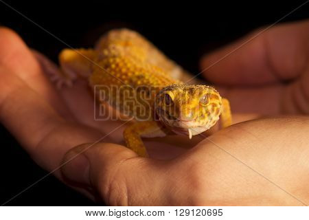 Leopard Gecko Pet
