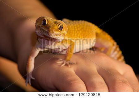 Leopard Gecko Pet