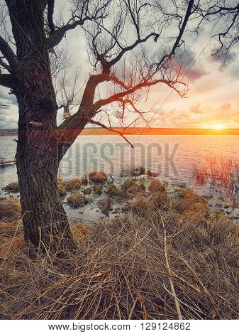 Cloudy weather over the lake at sunset. Dry reed and old branches at foreground