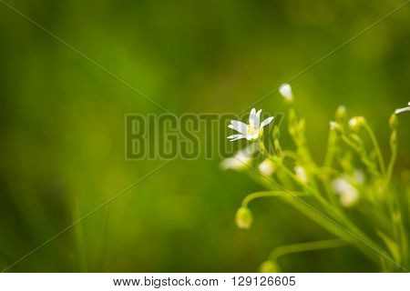 Chickweed Flowers Blooming At Spring