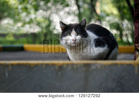 Black and white street cat. Cat wandering, sitting on the sidewalk. The concept of the problem of homeless animals