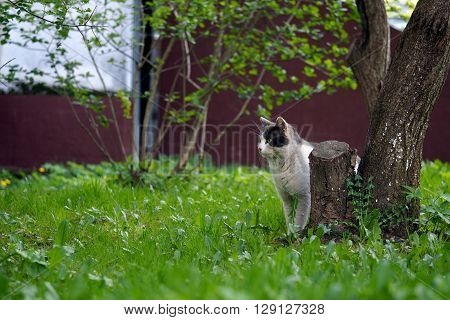 Black and white street cat. Wandering cat, peeking out from behind a tree. Green grass, the house wall. The concept of the problem of homeless animals