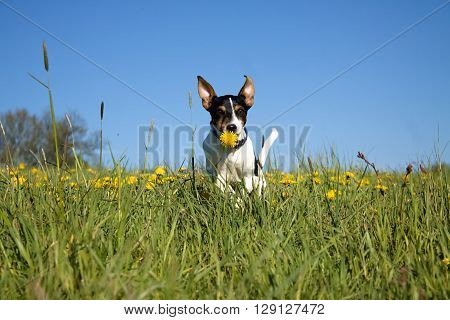 running puppy with dandelion on the green grass
