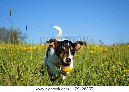 running puppy with dandelion on the green grass