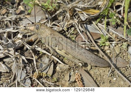 Egyptian Grasshopper - Anacridium aegyptium Large Mediterranean Grasshopper