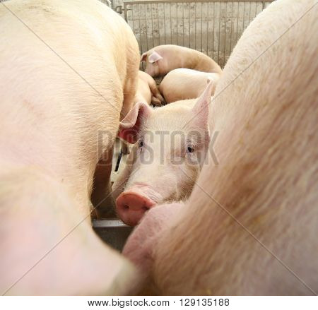 Piglet In The Sty In The Midst Of Other Pigs