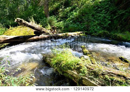 View of the River Great Estyube with fallen trees after Hurricane Altai Republic