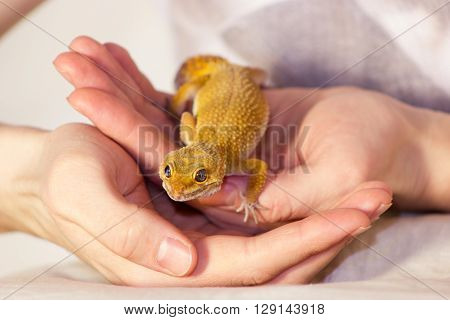 Leopard Gecko Pet
