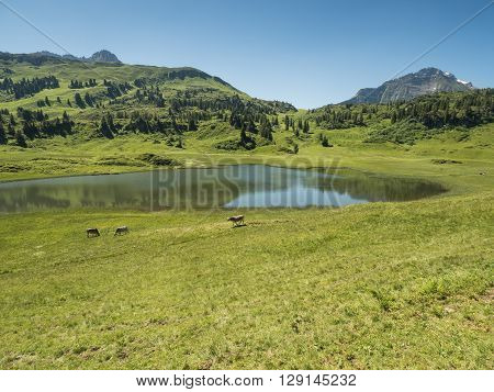 A view of cows standing near by the Kalbelesee lake surrounded by the Alpine mountains near village Schroecken in Bregenzerwald region Vorarlberg Austria
